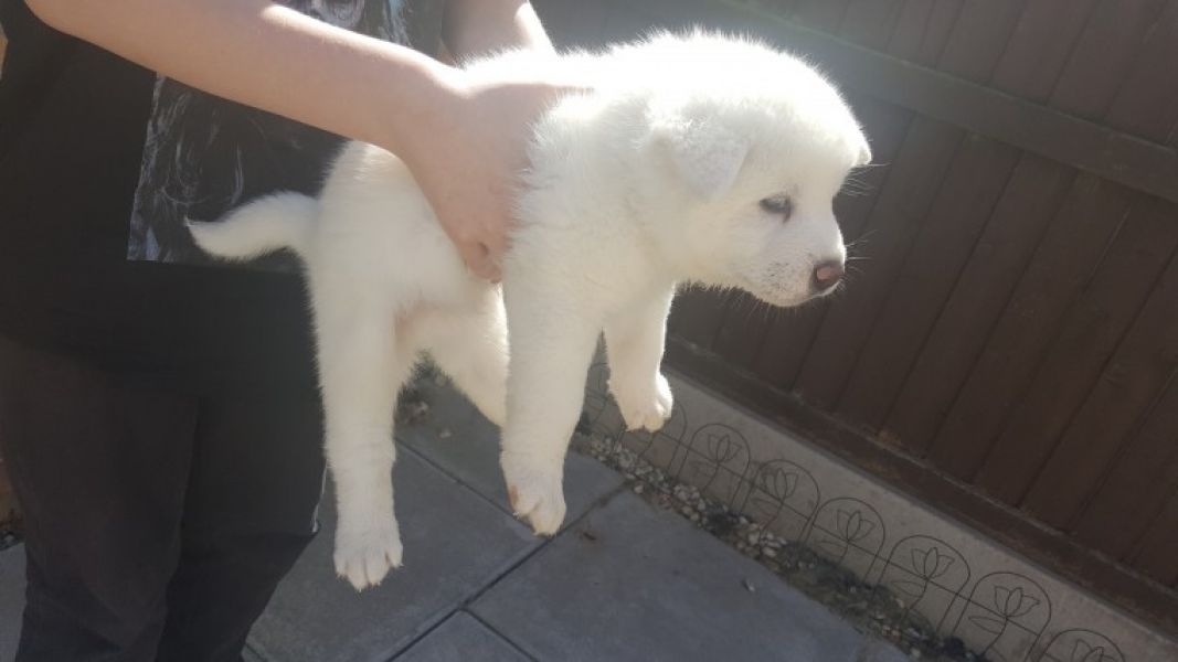 Regalo akita inu Disponibili