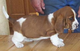 Cuccioli di Basset Hound  ( gratis)