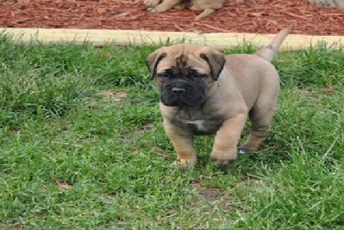 REGALO Fantastico Cuccioli BULL MASTIFF per regalo  Regalo bull mastiff maschio 3 mesi e mezzo, non 