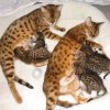 Affascinante Bengala gattini per l'adozione