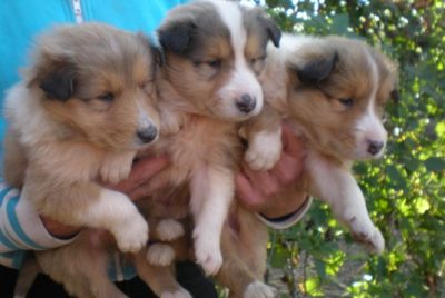 PASTORE  SCOZZESE collie