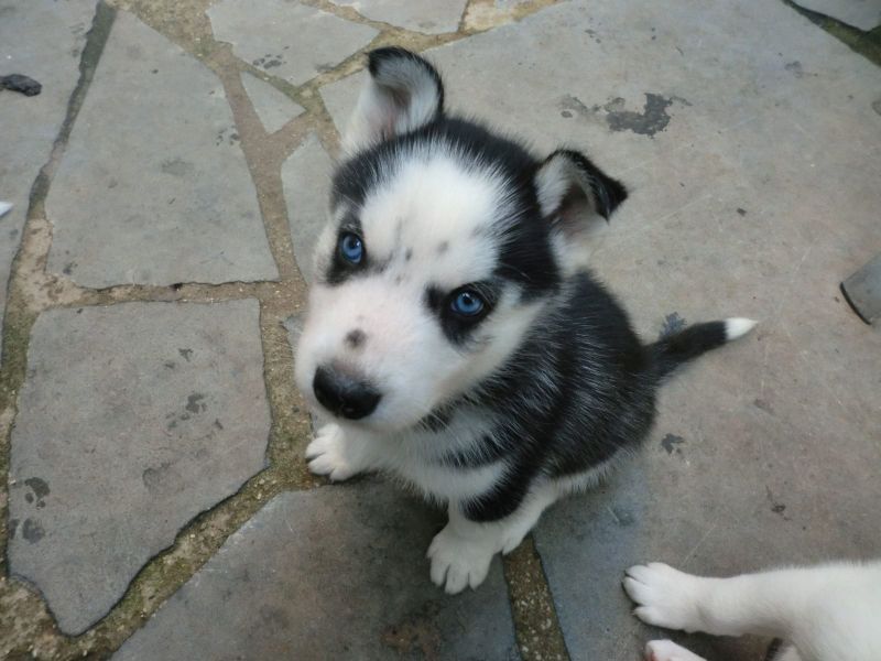   cuccioli di Sibarian husky  per adozione ( maschio e femmina )