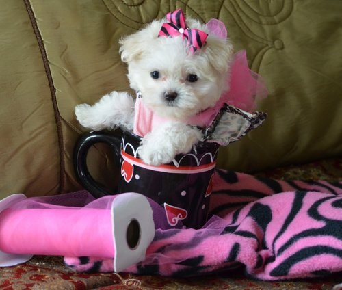  regalo cuccioli di Micro maltese disponibili per l'adozione