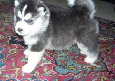 Fantastico siberian husky in vendita....