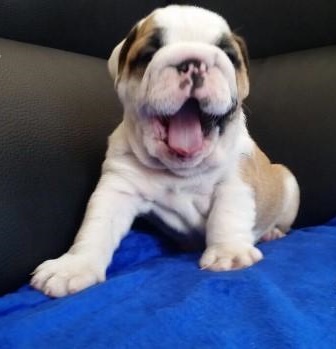  Cuccioli di bulldog inglese