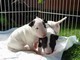 Bull Terrier Miniature Maschio e femmina  Bull Terrier Miniature Maschio e femmina