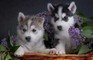 Cuccioli siberian husky veramente