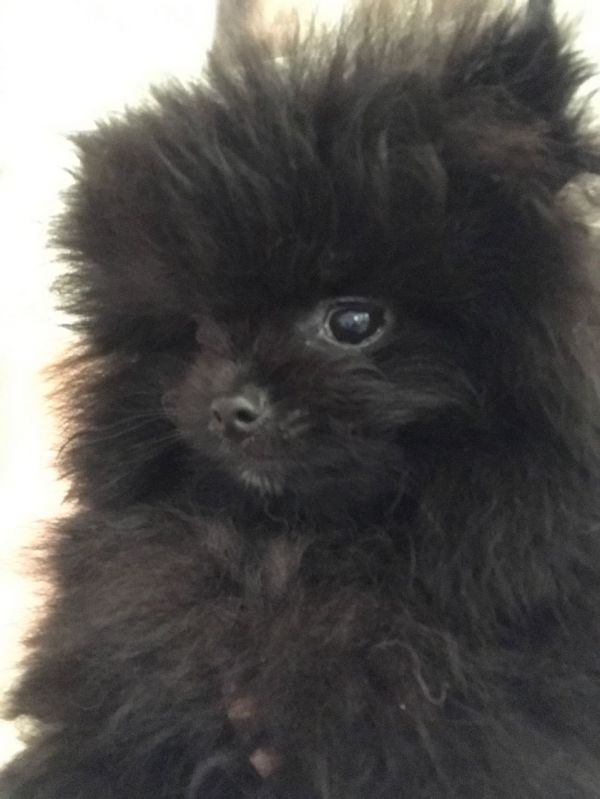 Regalo Volpini cuccioli di pomerania