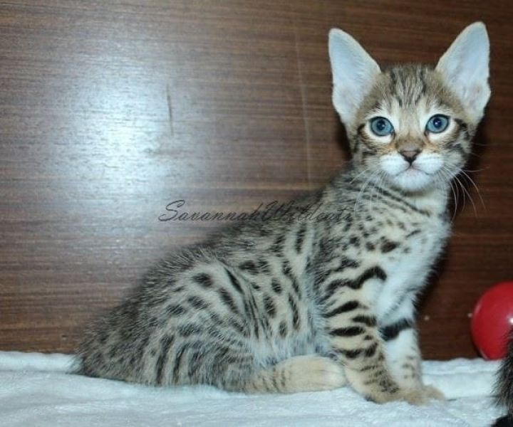   gattini Savannah   per adozione ( maschio e femmina )