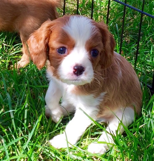  regalo cuccioli di cavalier king charles spaniel  disponibili per l'adozione