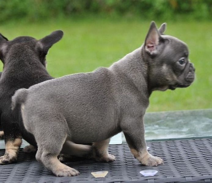  cuccioli di Bulldog Francese  ( Gratis )