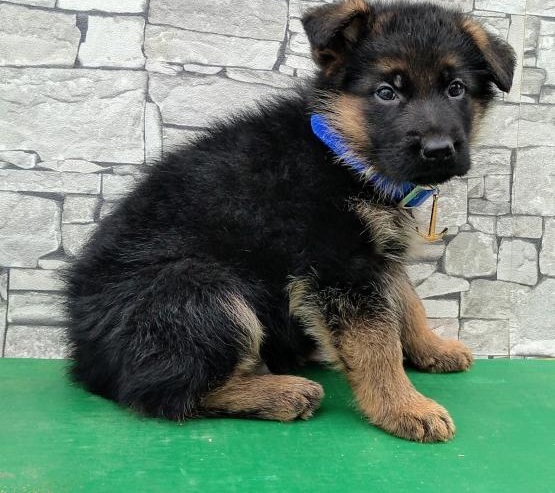  Regalo Pastore tedeco cuccioli, i cuccioli verranno Dato dopo 90 giorni dalla nascita, provvisti di