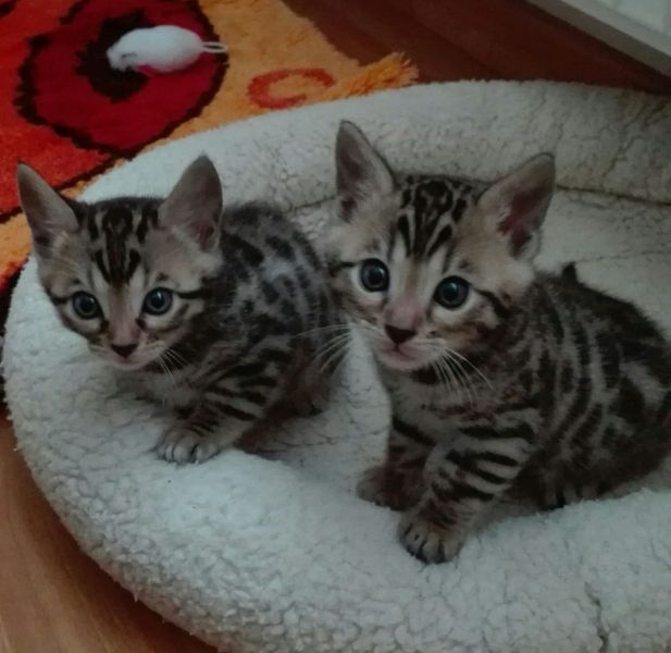 Molto bella e sani gattini bengala per adozione maschi e femmine disponibili (gratis)   con