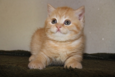 Regalo Incredibile delicato British Shorthair gattino