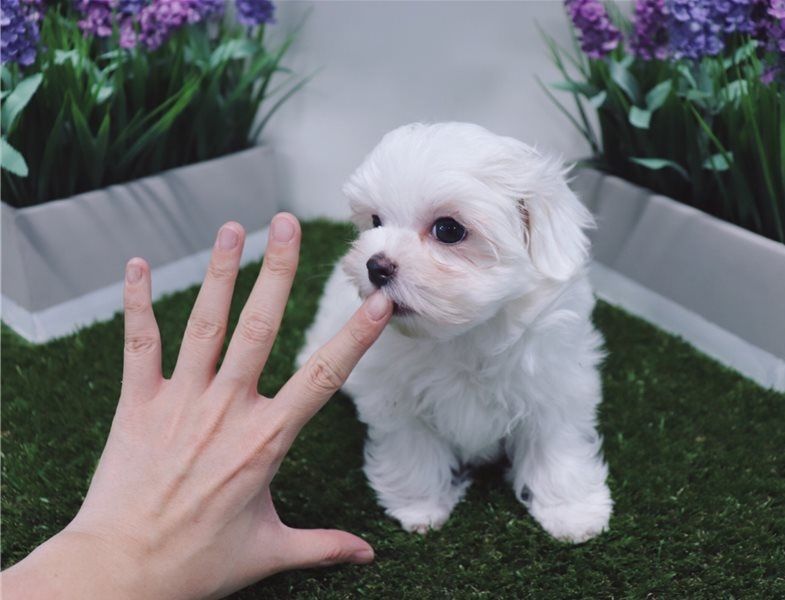 Regalo Cuccioli di Mini Malteser  in pronta consegna i cuccioli verranno Dato dopo 90 giorni dalla n