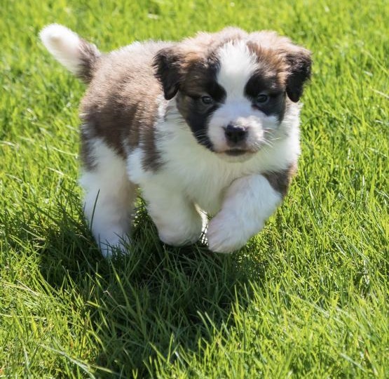 Regalo San Bernardo cuccioli introvabili cuccioli di San Bernardo intelligenti e dolcissimi attaccat