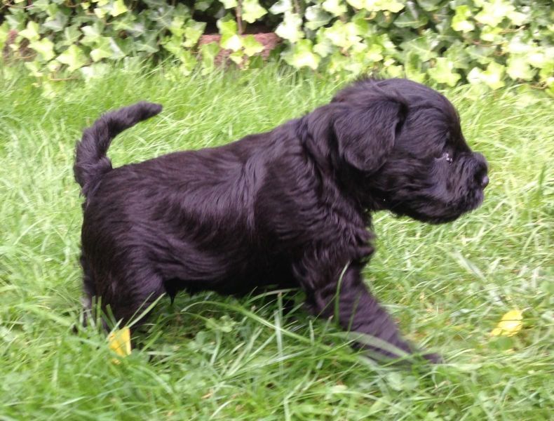  cuccioli di Miniature Schnauzer  per adozione ( regalo )