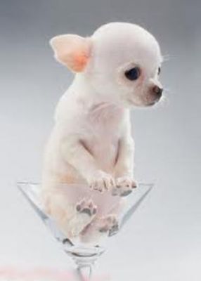 cuccioli chihuahua per l'adozione in Italia