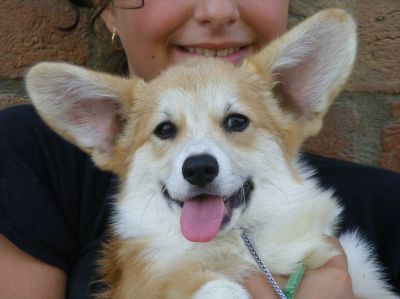 Welsh corgi pembroke