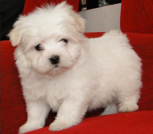  cuccioli di micro maltese per adozione ( maschio e femmina )