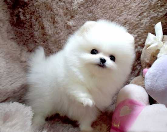  { Regalo Volpino di pomerania (spitz tedesco nano