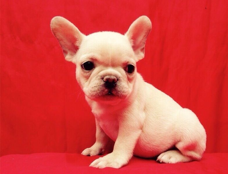Regalo Cuccioli di Cane a Bulldog Francese