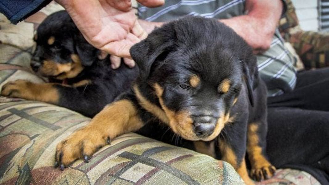 Cuccioli di Rottweiler di alta qualit� (100% di razza)