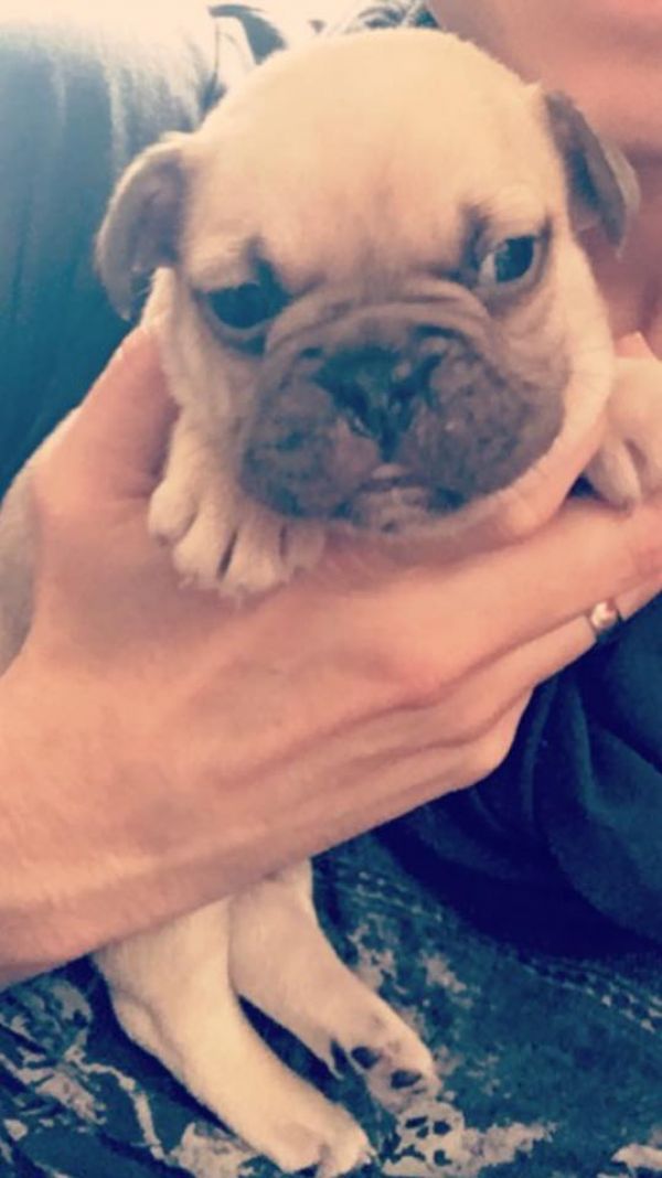 Adorabili cuccioli di Bulldog Francese femminucce e maschietti disponibili per l'adozione