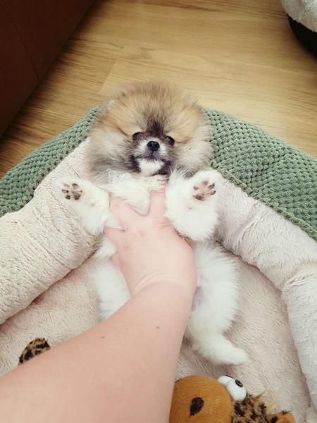 Regalo Volpini cuccioli di pomerania