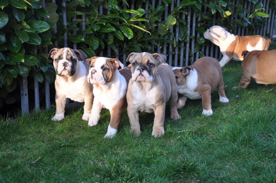 Splendidi cuccioli di Bulldog Inglese