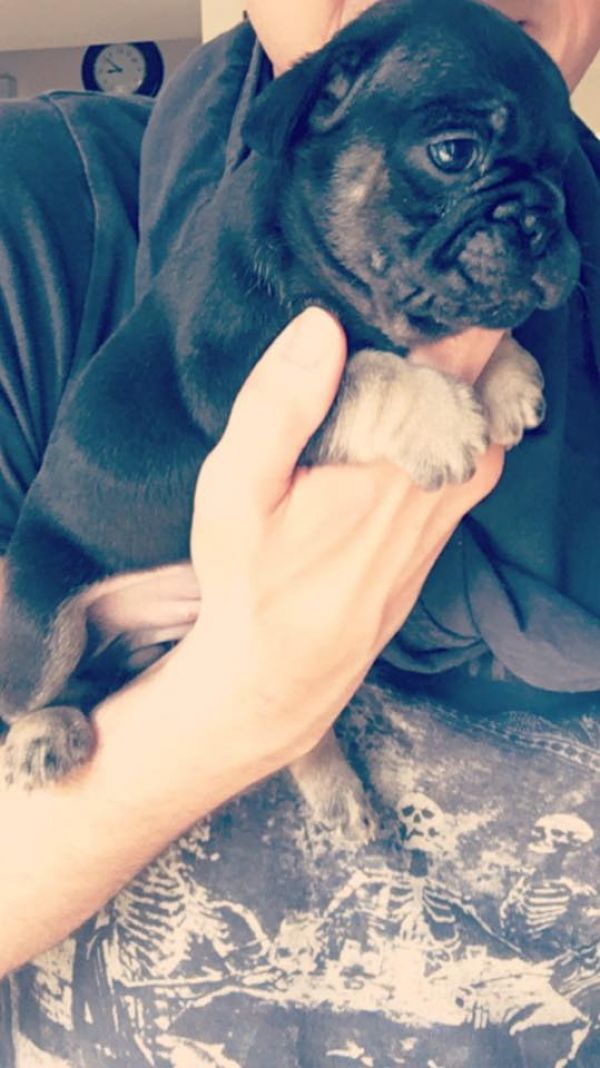 Sani maschio e femmina cuccioli di bulldog francese per adozione 