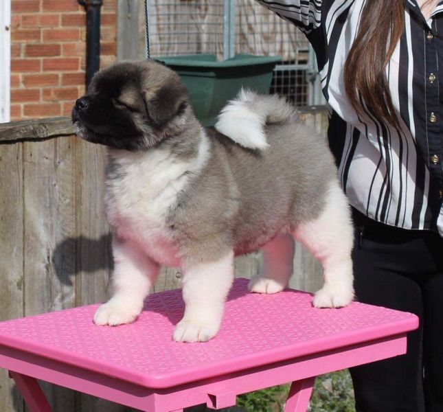  REGALO akita inucuccioli maschio e femmina