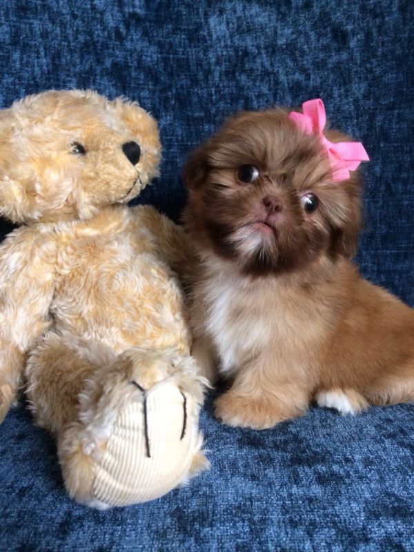 Regalo Cuccioli di Shih Tzu  in pronta consegna