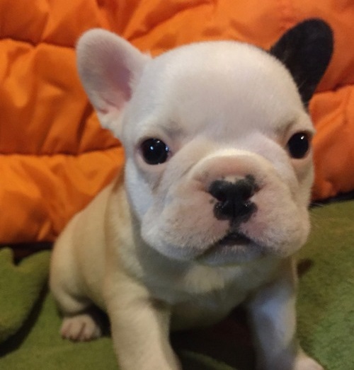 Adorabili cuccioli di Bulldog Francese femminucce e maschietti disponibili per l'adozione gratuita