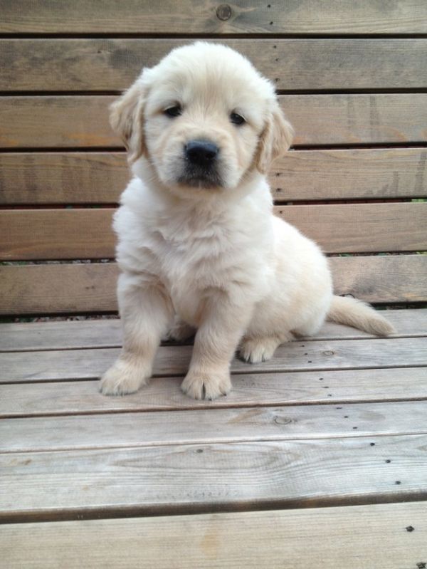 REGALO CUCCIOLI DI GOLDEN RETRIEVER DISPONIBILI CONTATTACI SUBITO  Disponibili subito 2 splendidi pu
