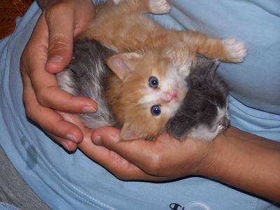 REGALO SPLENDIDI DOLCISSIMI GATTINI
