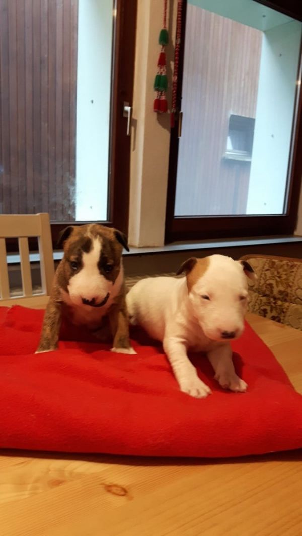 Voglio ri-casa il mio cucciolo di bull terrier  di pura razza ad una casa che ama gli animali domest