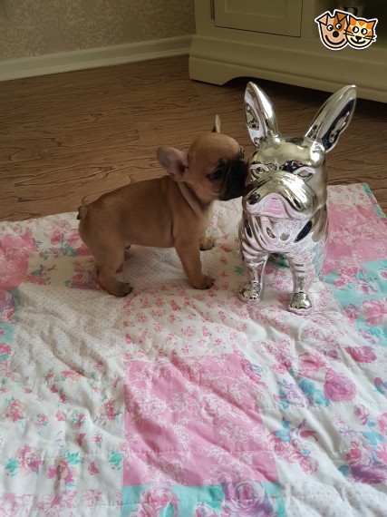 REGALO Cuccioli di Bulldog Francese