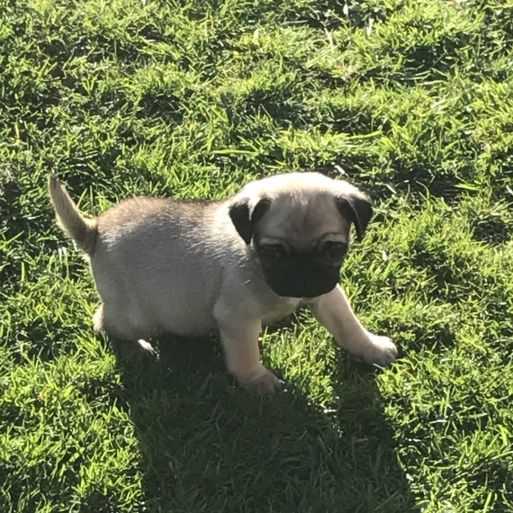  REGALO Cuccioli carlino