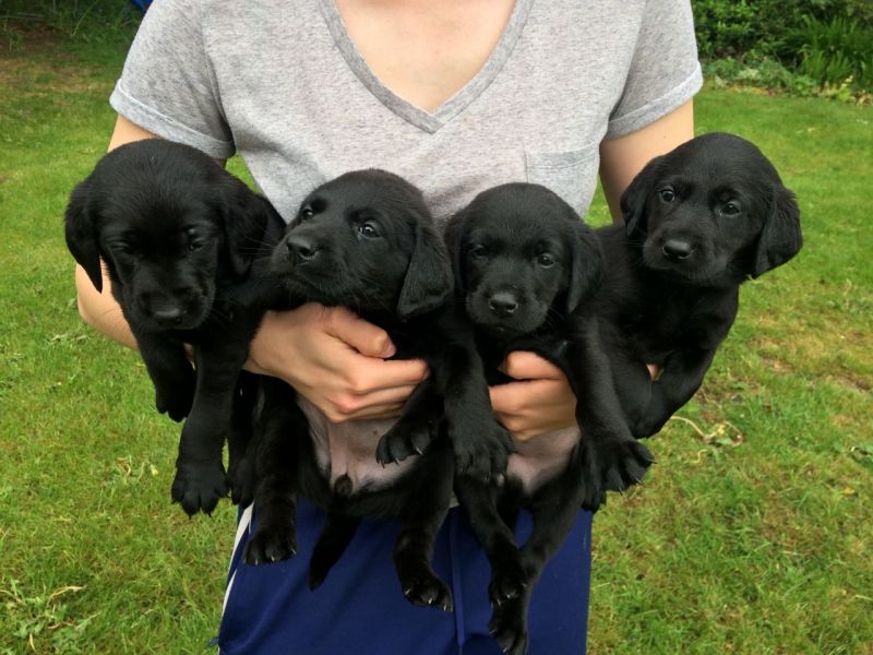  Regalo BELLISSIMI CUCCIOLI DI LABRADOR Fantastici cuccioli di labrador  con libretto sanitario prim