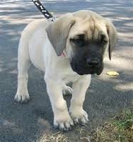 Abbiamo disponibili cuccioli di bull mastiff Maschietti e Femminucce