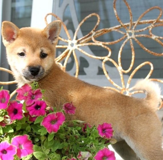REGALO due cuccioli di Shiba Inu per l'adozione