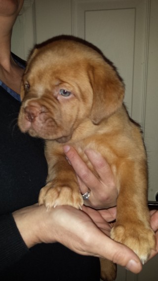 Regalo Cuccioli dogue de bordeaux Disponibili