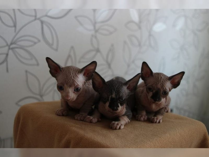 Gattini di Sphynx   ( per regalo )