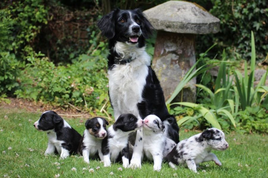  adorabili cuccioli di border collie in regalo