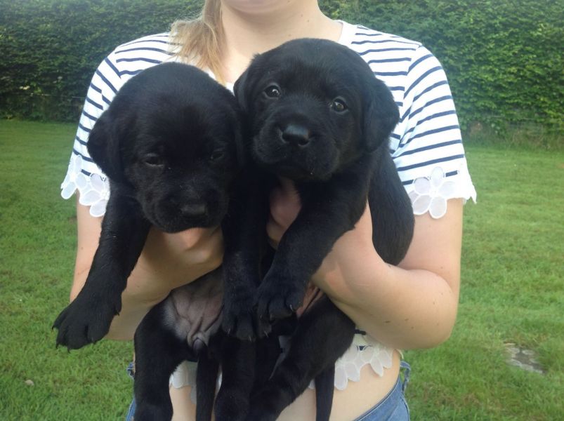 Regalo Labrador Disponiamo di una cucciolata di Labrador, i cuccioli verranno Dato dopo 90 giorni da