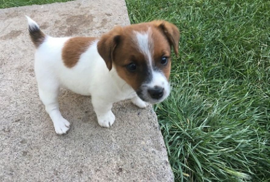 Regalo Jack Russell Terrier  cuccioliato disponibili