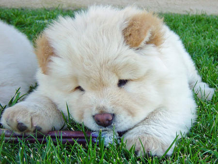  cuccioli di CHOW  CHOW  per adozione ( maschio e femmina )