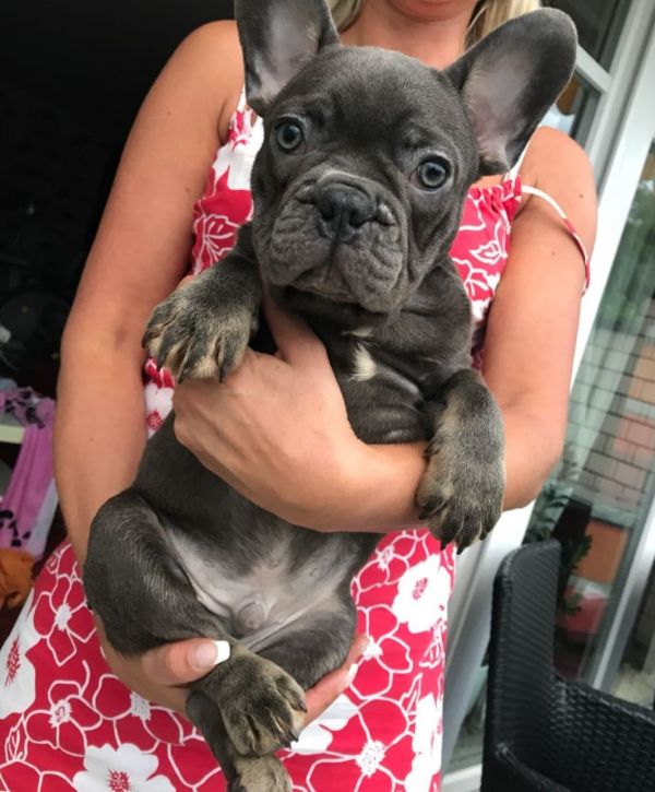  cuccioli di Bulldog Francese  ( Gratis )