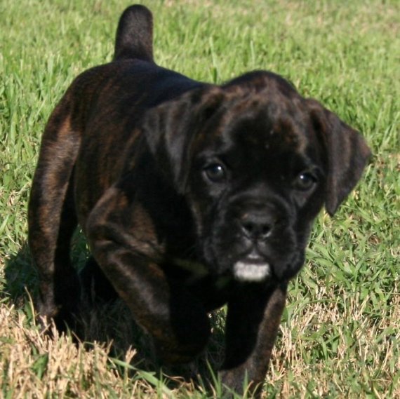 Regalo Cuccioli di Boxer